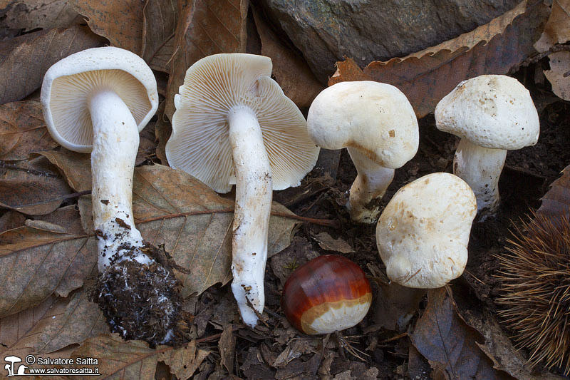 Tricholoma album foto 1