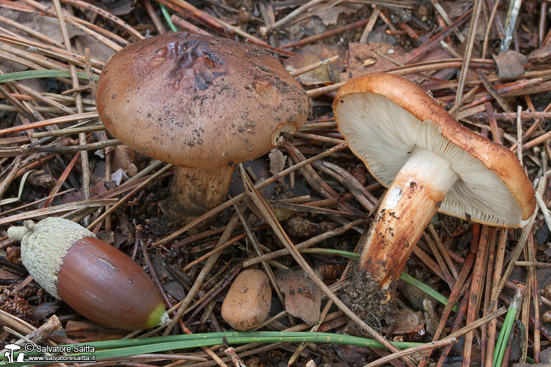 Tricholoma batschii foto 1