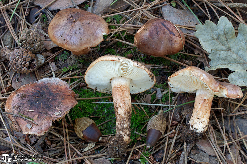 Tricholoma batschii foto 2