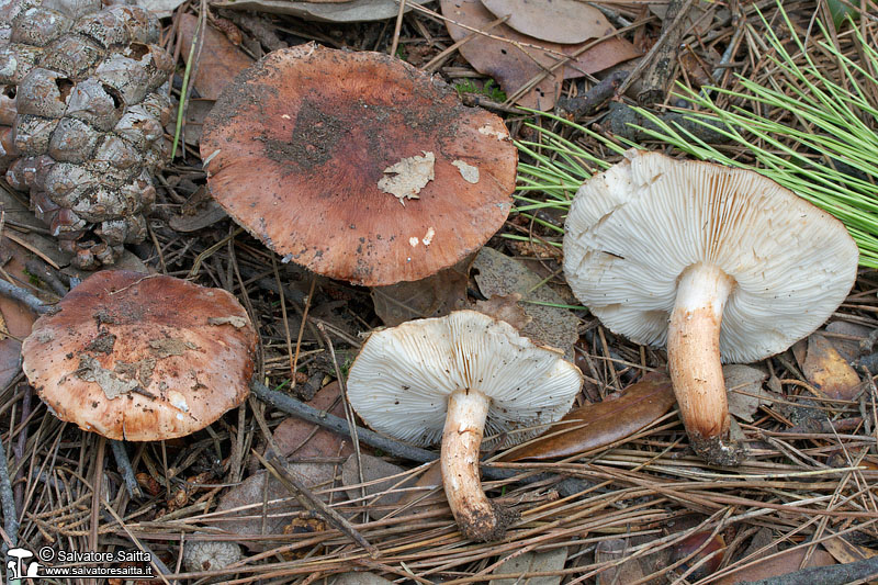 Tricholoma batschii foto 3