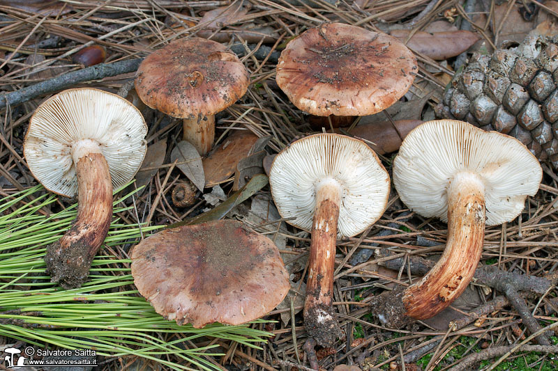 Tricholoma batschii foto 4