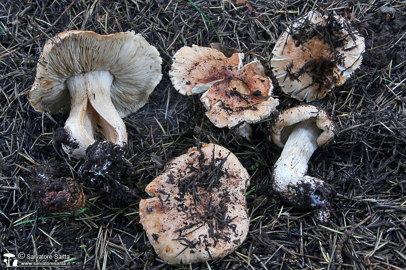 Tricholoma pessundatum foto 1