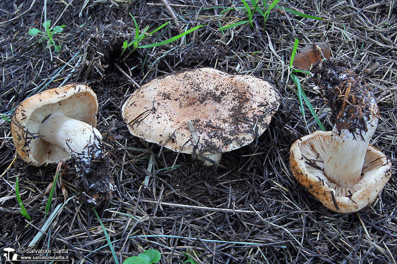 Tricholoma pessundatum foto 2