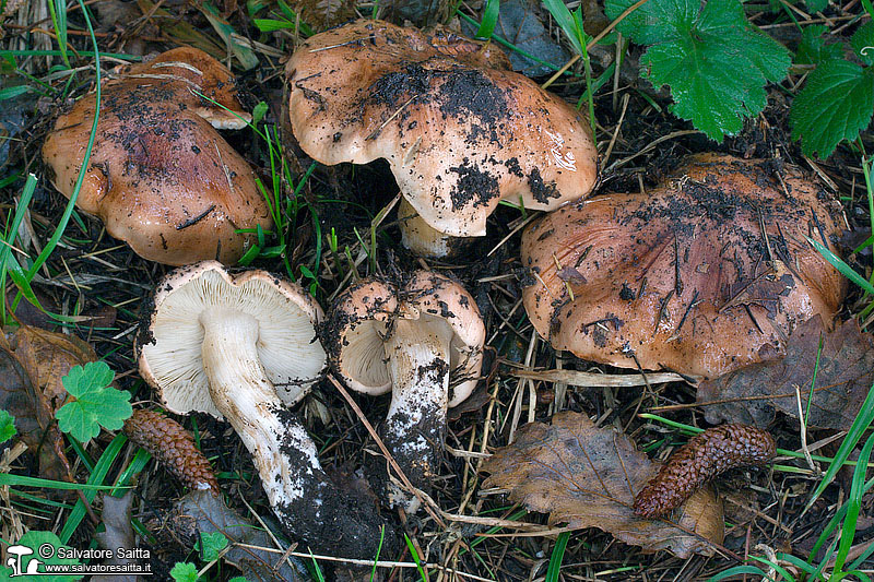 Tricholoma pessundatum foto 3