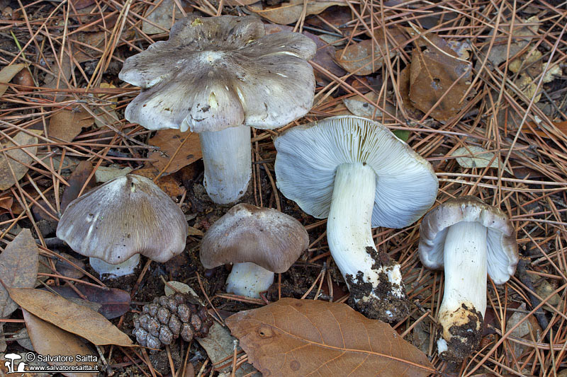 Tricholoma portentosum foto 1