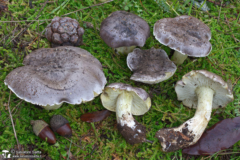 Tricholoma portentosum foto 2