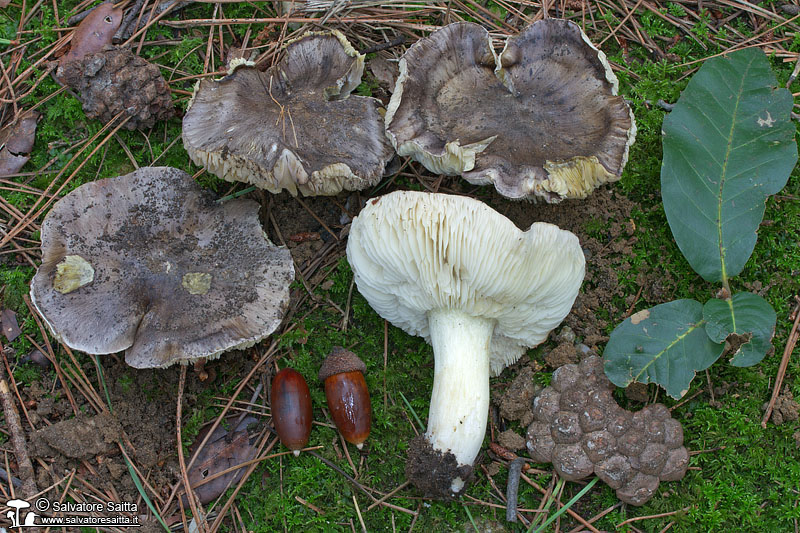 Tricholoma portentosum foto 3