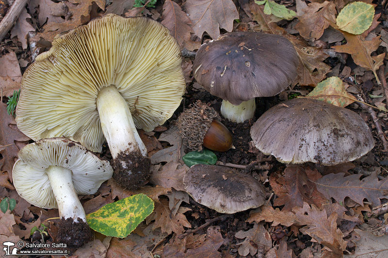 Tricholoma portentosum foto 4