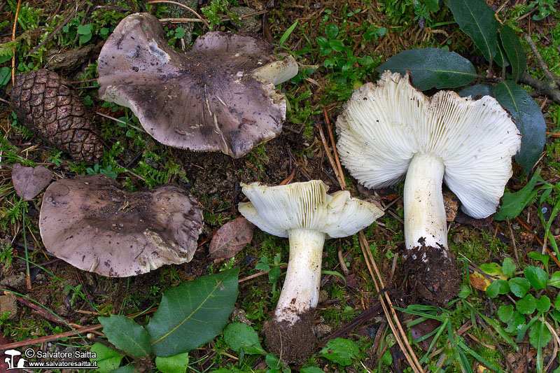 Tricholoma portentosum foto 5