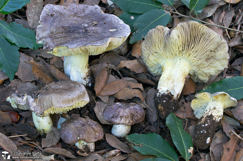 Tricholoma portentosum foto 6