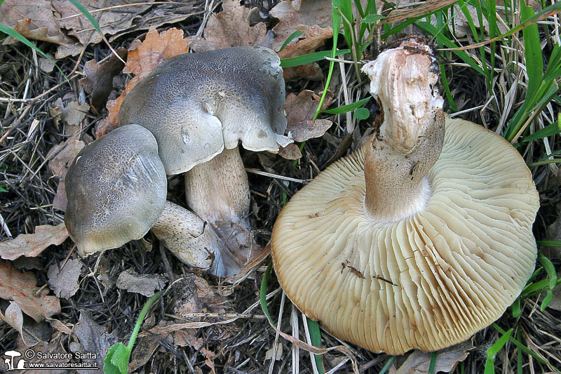 Tricholoma saponaceum foto 1