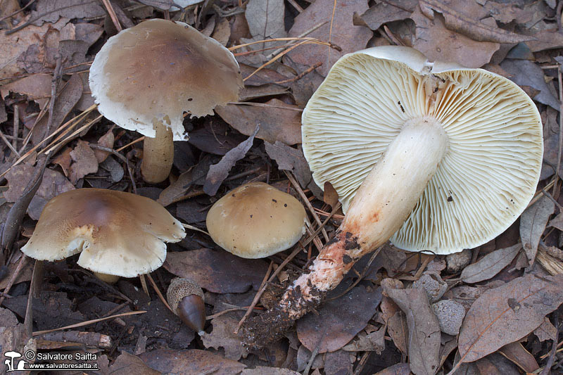 Tricholoma saponaceum foto 2