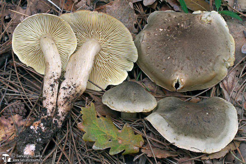 Tricholoma saponaceum foto 3