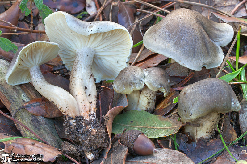 Tricholoma saponaceum foto 4