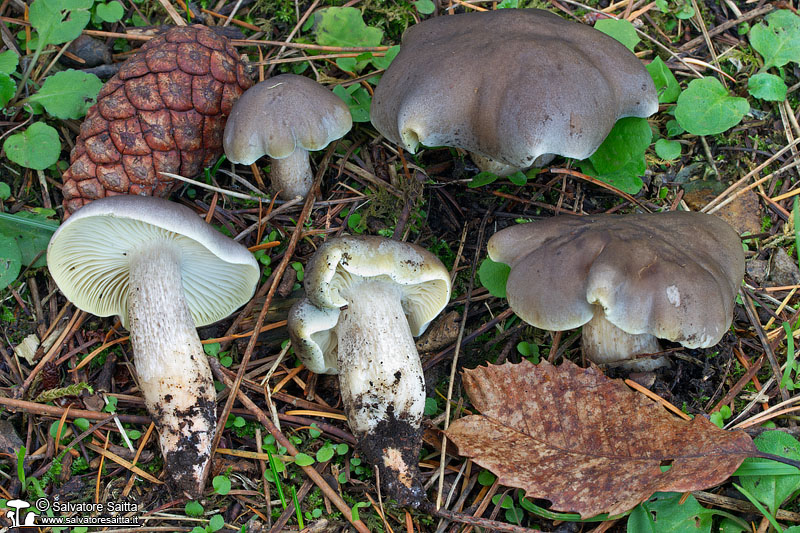 Tricholoma saponaceum foto 5