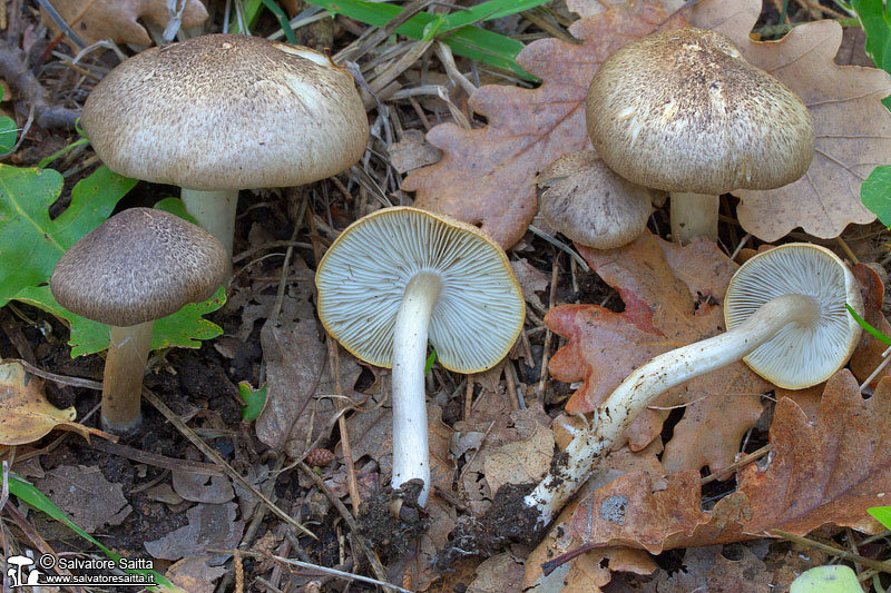 Tricholoma scalpturatum foto 2