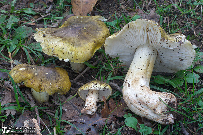 Tricholoma sejunctum foto 1