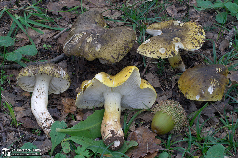 Tricholoma sejunctum foto 2