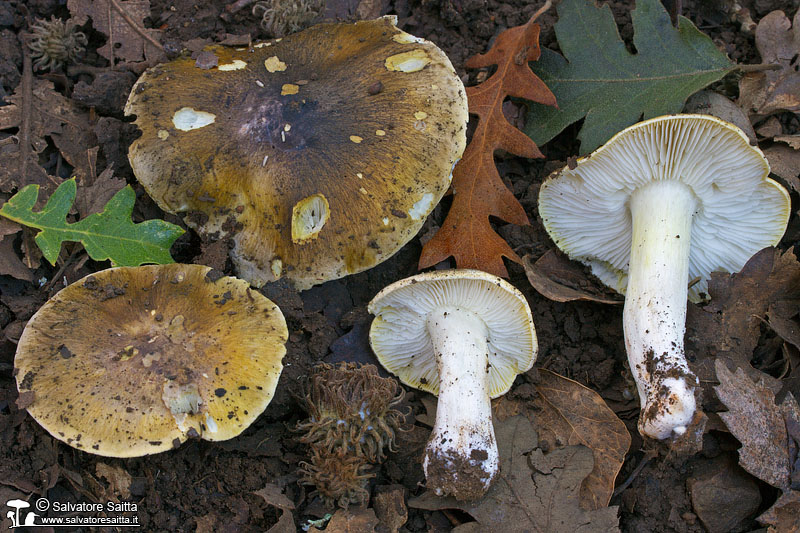 Tricholoma sejunctum foto 4