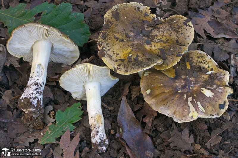 Tricholoma sejunctum foto 3