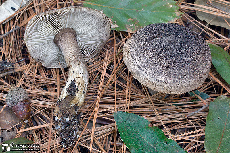 Tricholoma squarrulosum foto 1