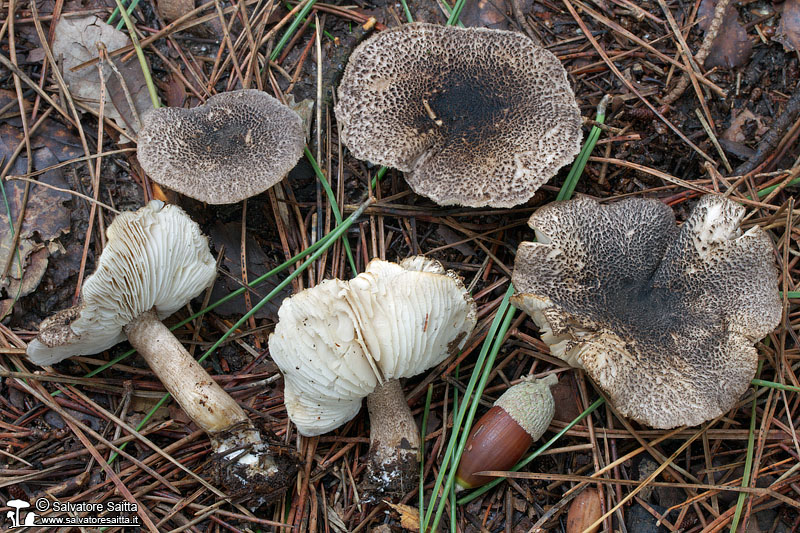 Tricholoma squarrulosum foto 2