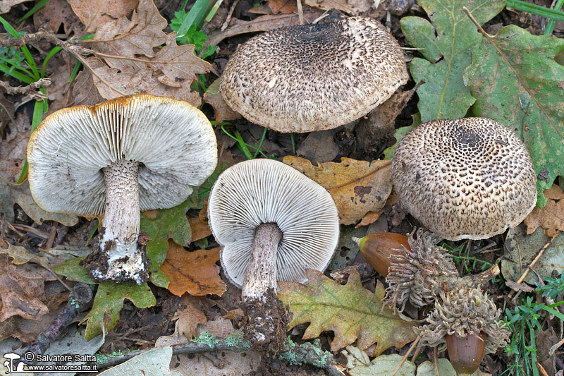 Tricholoma squarrulosum foto 3