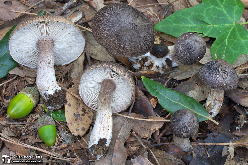 Tricholoma squarrulosum foto 5