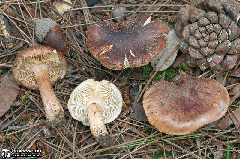 Tricholoma striatum foto 1