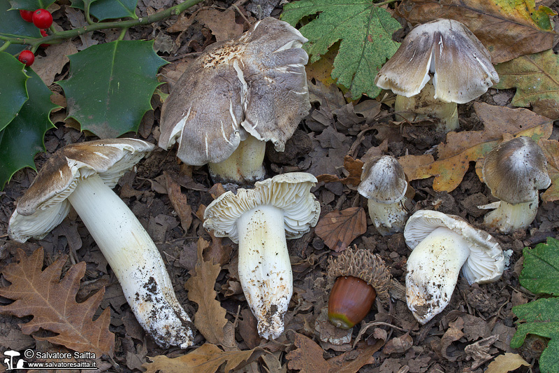 Tricholoma umbonatum foto 1