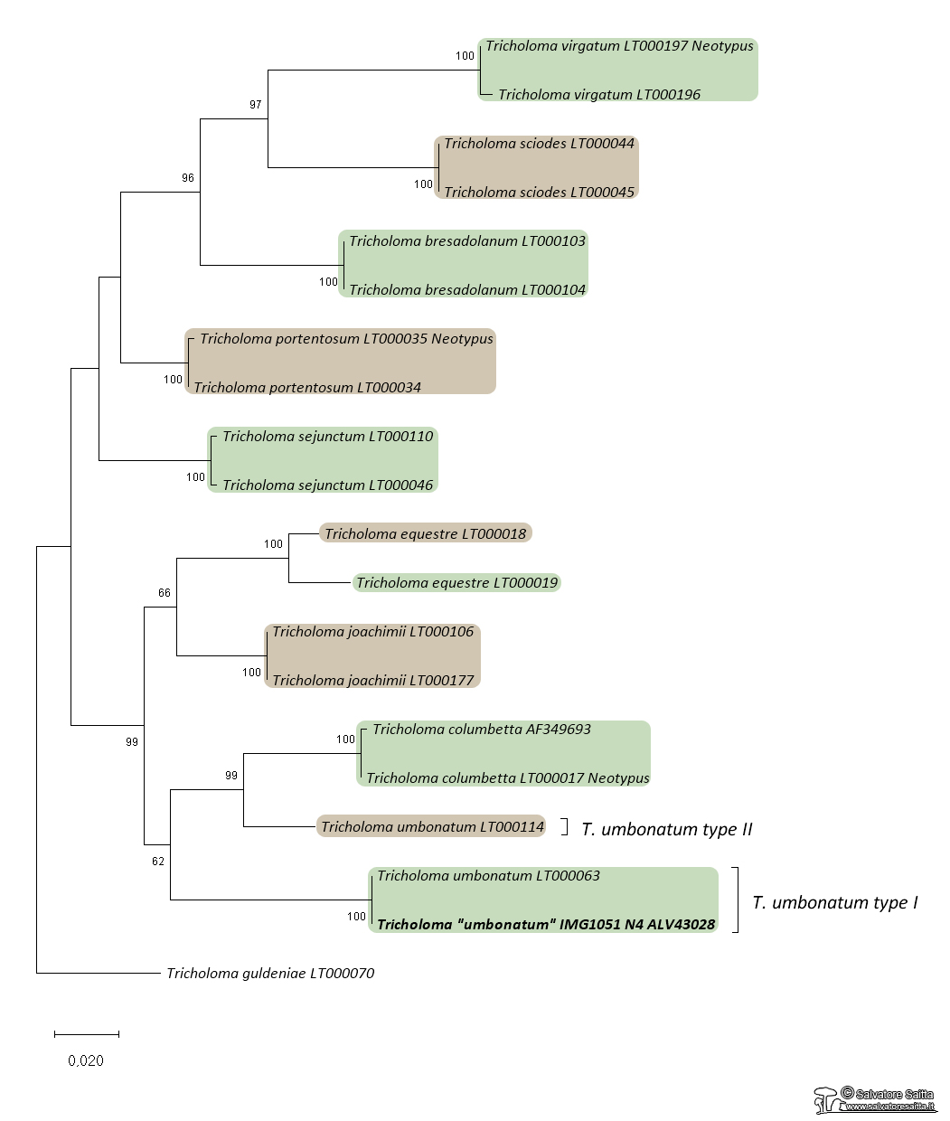 Tricholoma umbonatum albero filogenetico ITS