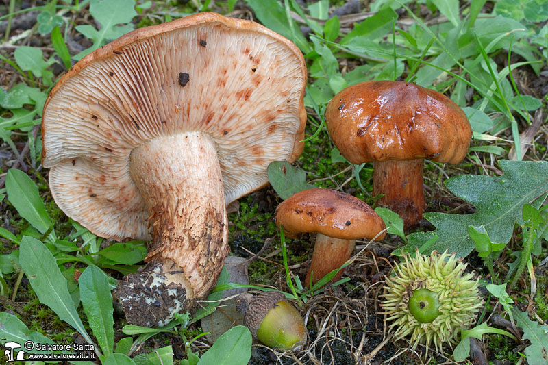 Tricholoma ustale foto 1