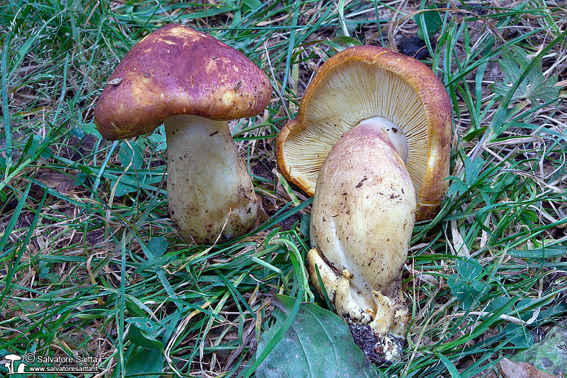 Tricholomopsis rutilans foto 1