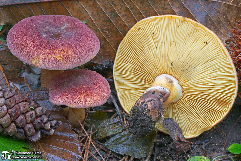 Tricholomopsis rutilans foto 2