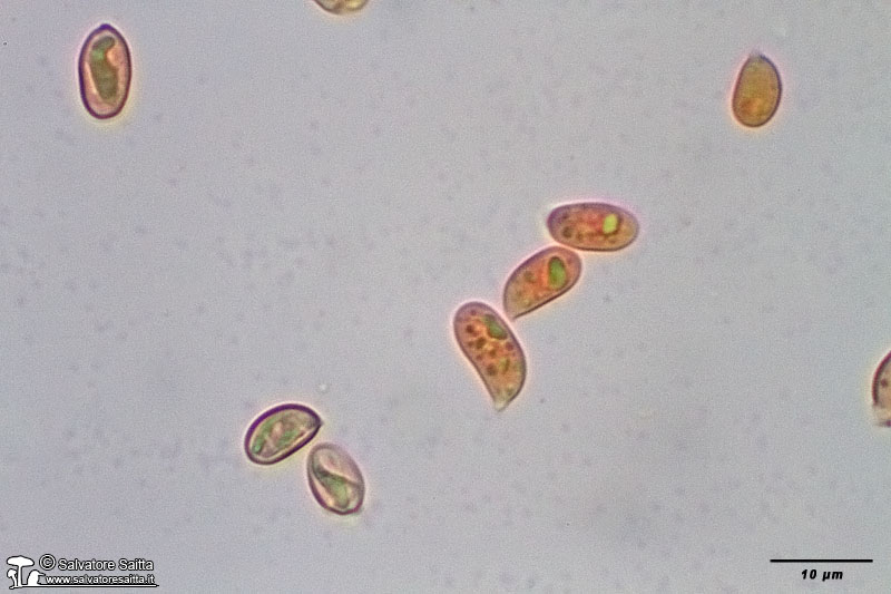 Tubaria hiemalis spore foto 1