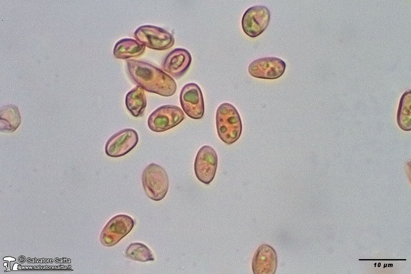 Tubaria hiemalis spore foto 2