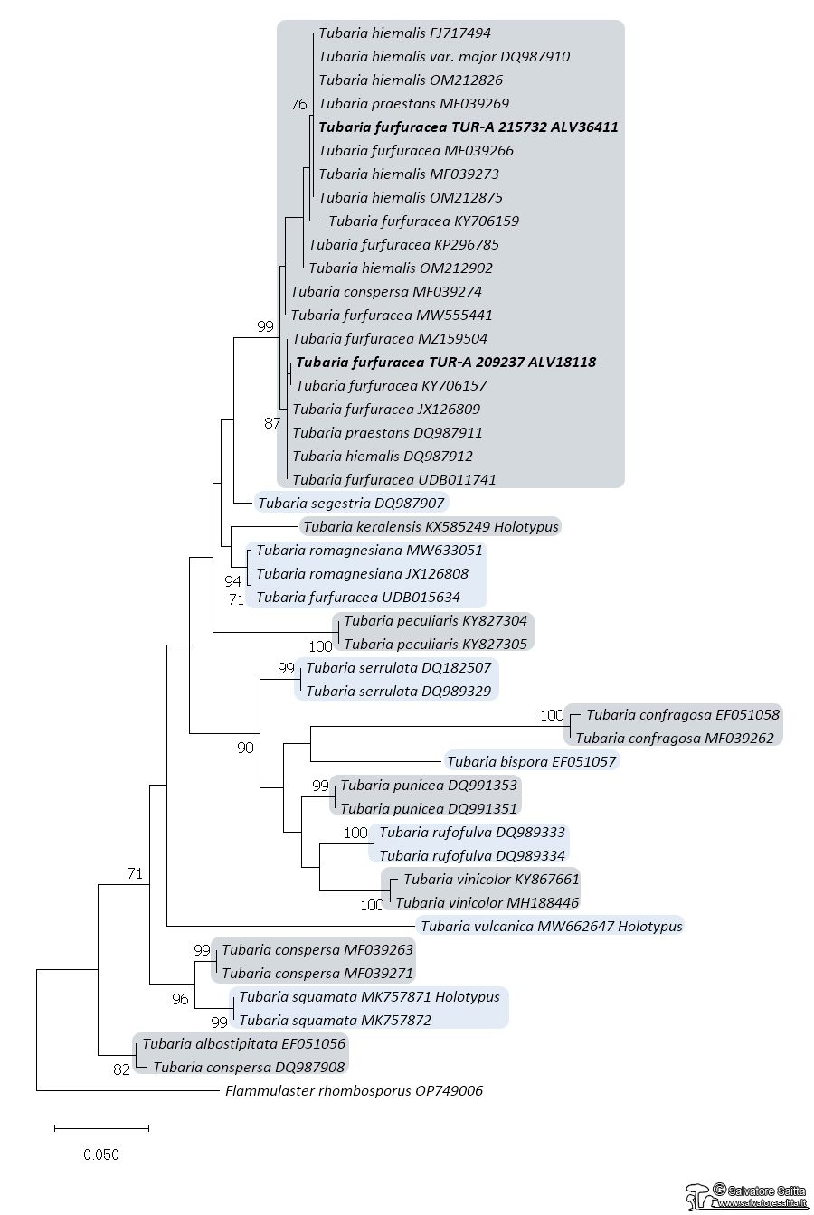 Tubaria albero filogenetico