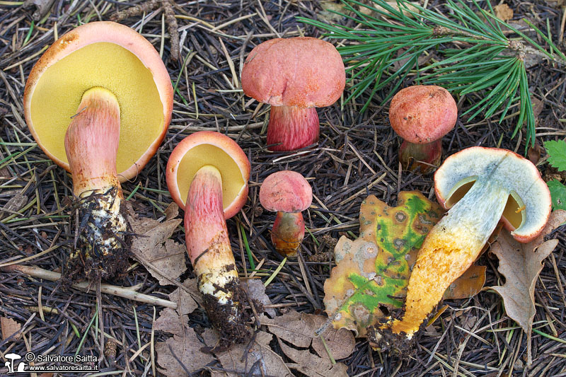 Rheubarbariboletus armeniacus foto 5