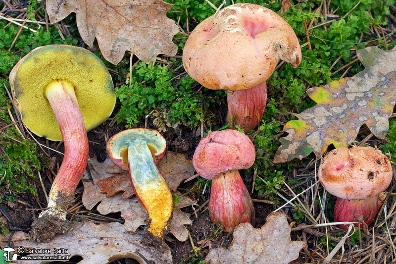 Rheubarbariboletus armeniacus foto 6