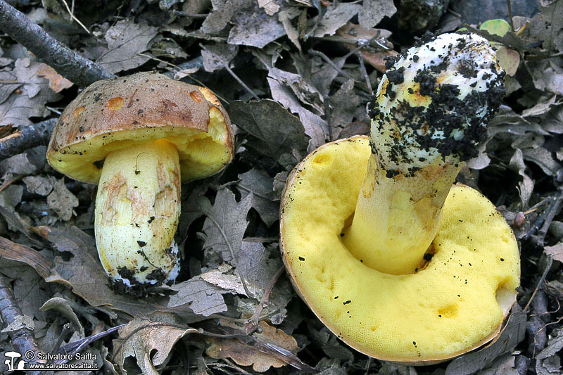 Xerocomus impolitus foto 1