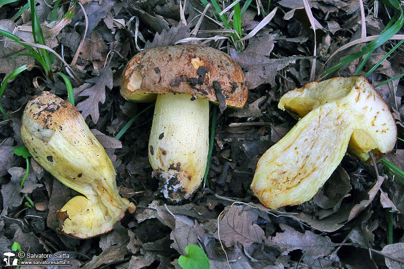 Xerocomus impolitus foto 2