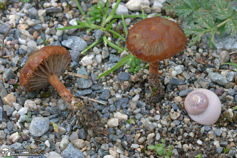 Xerula mediterranea foto 1