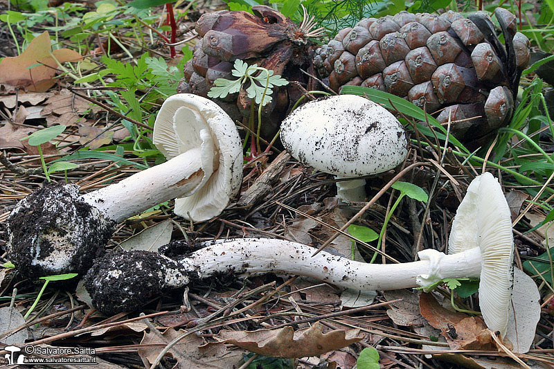 Amanita verna foto 1