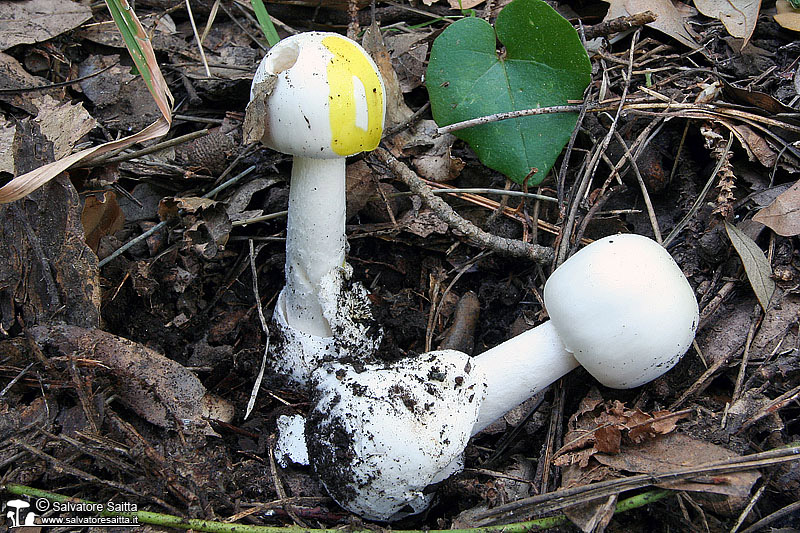 Amanita verna foto 2