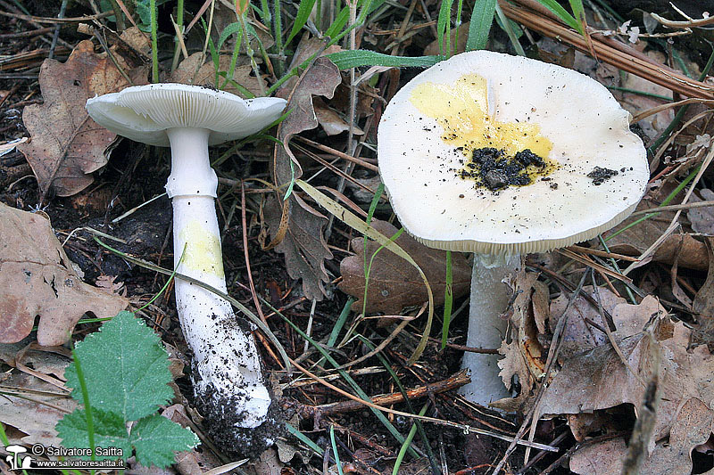 Amanita verna foto 3