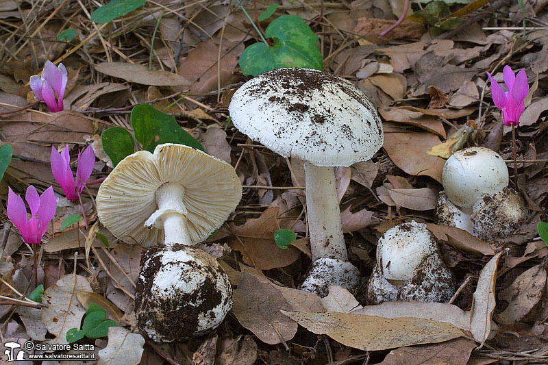 Amanita verna foto 4