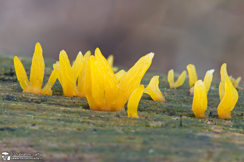 Calocera cornea foto 1