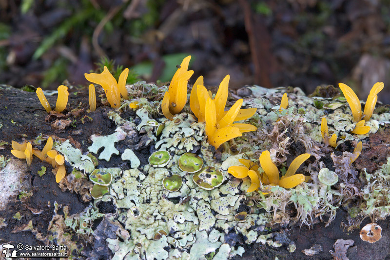 Calocera cornea foto 2