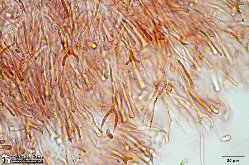 Calocera cornea imenio foto 1