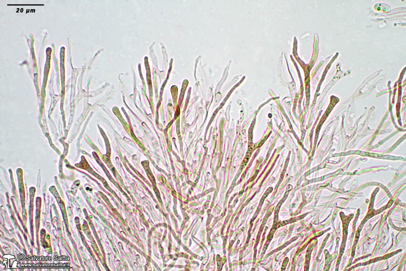 Calocera cornea imenio foto 2